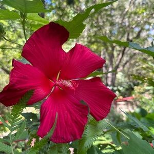 Meet your Posher, Carolina